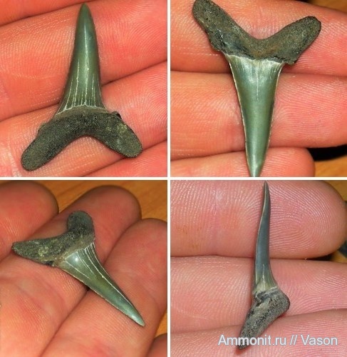 палеоген, кайнозой, зубы акул, Hypotodus verticalis, намывные пески, shark teeth