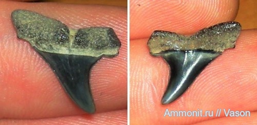 палеоген, кайнозой, зубы акул, Striatolamia macrota, намывные пески, shark teeth