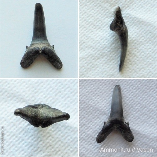 палеоген, кайнозой, зубы акул, намывные пески, shark teeth