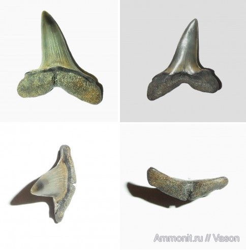 палеоген, кайнозой, зубы акул, намывные пески, Macrohizodus, shark teeth