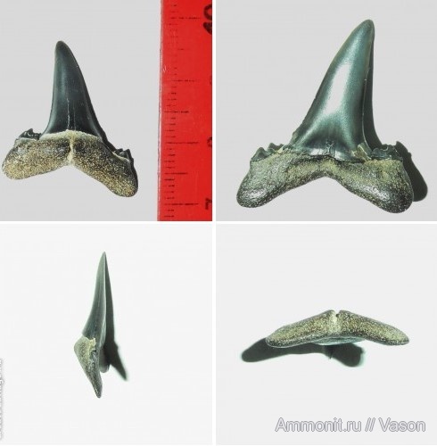 палеоген, кайнозой, зубы акул, намывные пески, Borealotodus, shark teeth