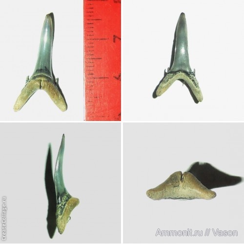 палеоген, кайнозой, зубы акул, намывные пески, shark teeth