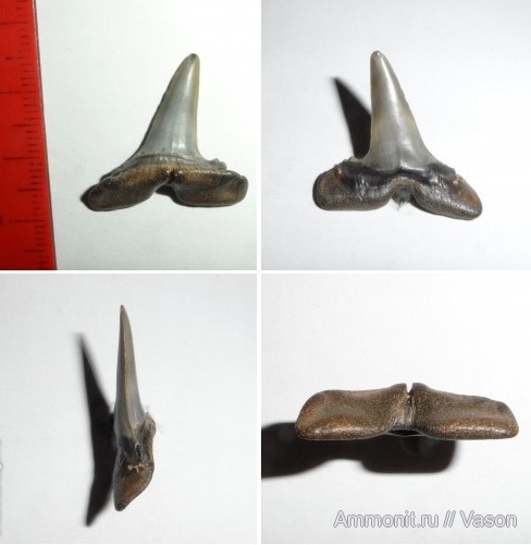 палеоген, эоцен, акулы, зубы акул, намывные пески, Karaisurus, shark teeth, sharks