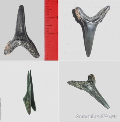 палеоген, кайнозой, зубы акул, Carcharias, намывные пески, shark teeth