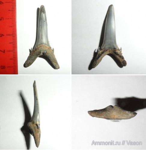 палеоген, кайнозой, зубы акул, намывные пески, shark teeth