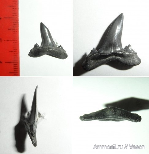 палеоген, эоцен, акулы, зубы акул, Chondrichthyes, Elasmobranchii, Lamniformes, Carcharias, Isurolamna bajarunasi, shark teeth, sharks