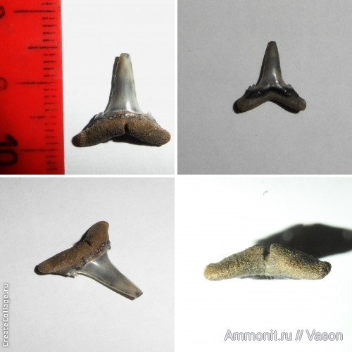 палеоген, кайнозой, зубы акул, намывные пески, shark teeth