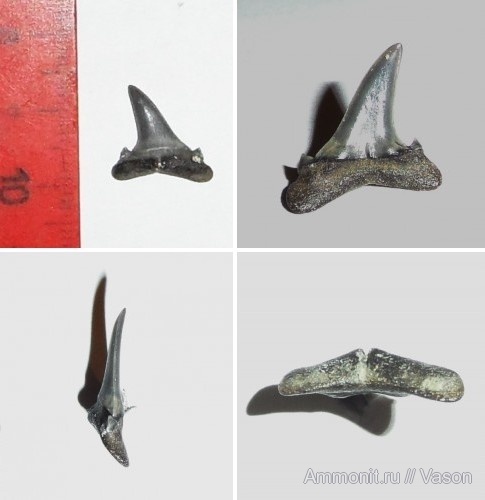 палеоген, кайнозой, зубы акул, намывные пески, shark teeth