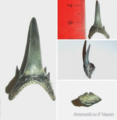 палеоген, кайнозой, зубы акул, намывные пески, shark teeth