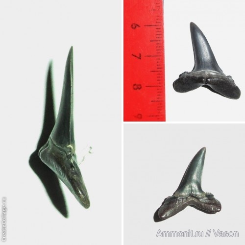 палеоген, Украина, зубы акул, бартон, Mennerotodus, shark teeth