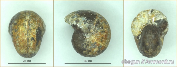 Schaireria, Schaireria neoburgense, Оренбургская область, нижневолжский подъярус, гора Стеклянная