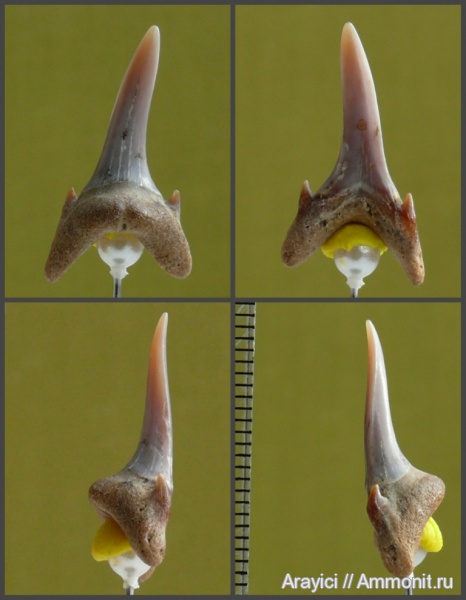 палеоген, Украина, зубы акул, Chondrichthyes, Selachimorpha, Lamniformes, Carcharias, Odontaspididae, fish, teeth