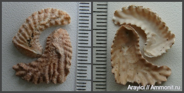 Украина, Lopha, Ostreidae, bivalvia, mollusca, Upper Cretaceous