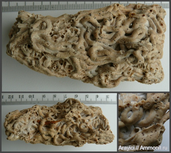 Украина, Bryozoa, Glomerula, Glomerula plexus, Polychaeta, Sabellidae, Upper Cretaceous