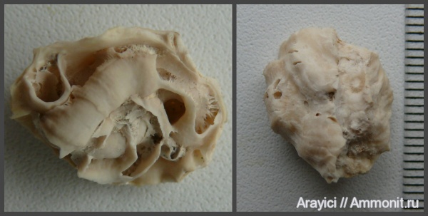 Украина, Serpulidae, Lopha, Ostreidae, bivalvia, mollusca, Polychaeta, Upper Cretaceous