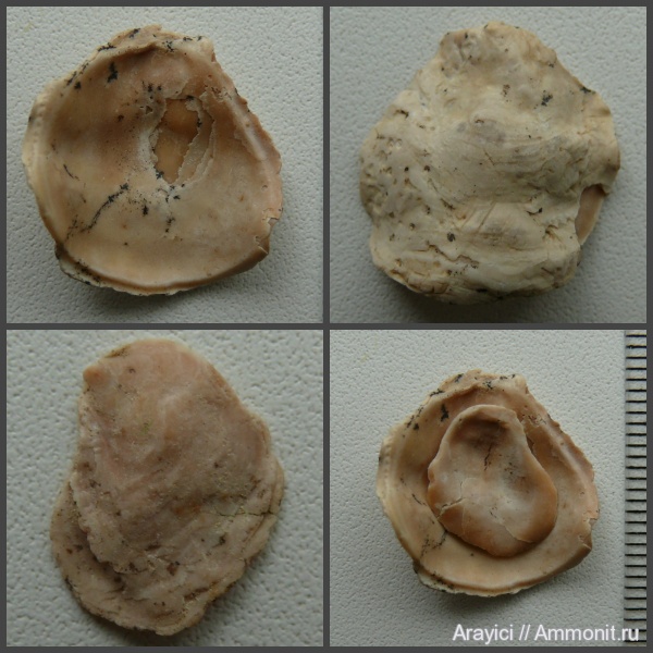 Украина, bivalvia, mollusca, Upper Cretaceous