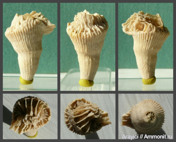 Украина, Anthozoa, Scleractinia, Caryophyllia, Hexacorallia, Upper Cretaceous