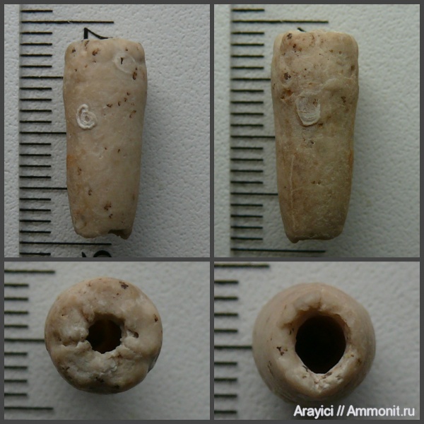 морские лилии, Украина, Crinoidea, Bourgueticrinus, Upper Cretaceous