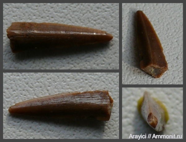 Украина, зубы рыб, Osteichthyes, Upper Cretaceous, fish tooth