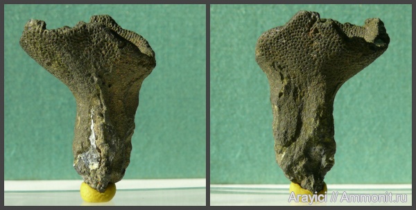 Украина, Porifera, Upper Cretaceous