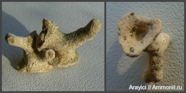 мшанки, Украина, Bryozoa, Upper Cretaceous, Ectoprocta