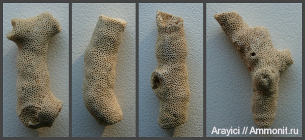 мшанки, Украина, Bryozoa, Upper Cretaceous, Ectoprocta