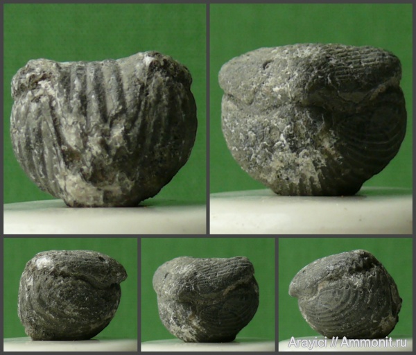 брахиоподы, Украина, brachiopoda, Rhynchonellida, Cyclothyris, Rhynchonellata, Cyclothyrididae, Cenomanian, Upper Cretaceous