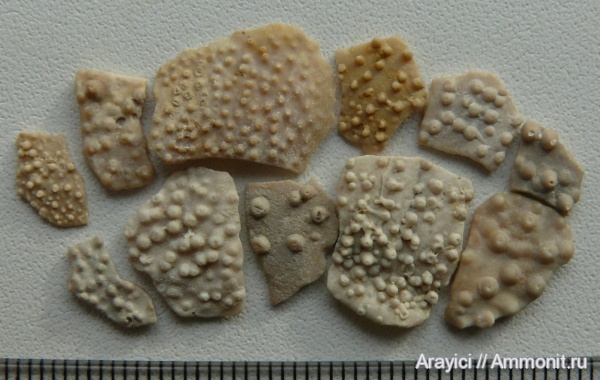 Collignoniceratidae, Украина, аптихи, Ammonoidea, Texanites, cephalopoda, mollusca, Upper Cretaceous, Ammonitida, Acanthoceratoidea, Spinaptychus