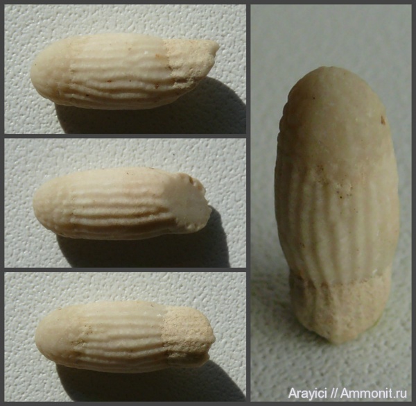 морские ежи, Украина, Echinoidea, иглы морских ежей, Upper Cretaceous, Волынская область