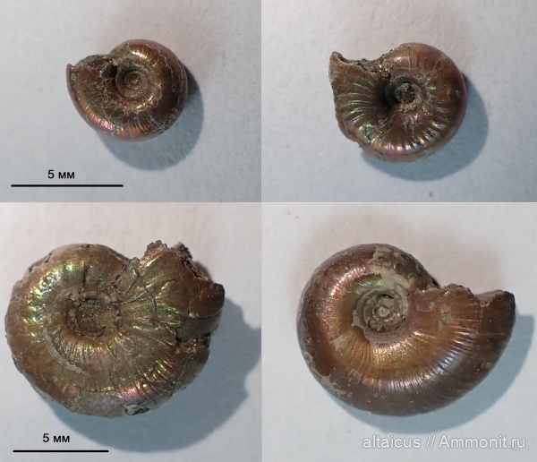 аммониты, юра, головоногие моллюски, Ammonites