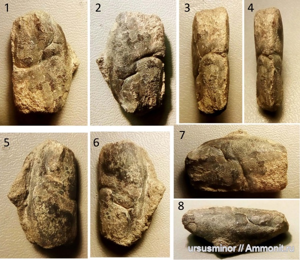 раки, Hoploparia, нижний готерив, Hoploparia dentata