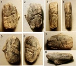 Карапакс омара Hoploparia dentata