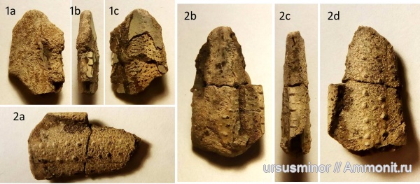 раки, готерив, Hoploparia, нижний готерив