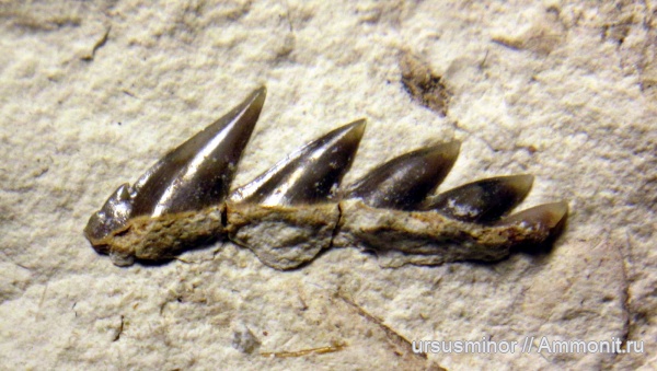 зубы, акулы, сеноман, зубы акул, Elasmobranchii, Hexanchiformes, верхний сеноман, Gladioserratus