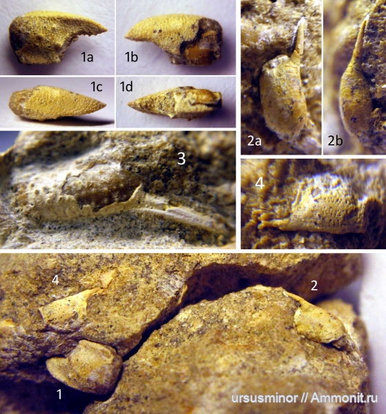 раки, готерив, клешни, нижний готерив, Paguridae, раки-отшельники