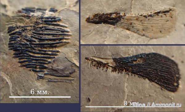 стешевский горизонт, Palaeonisciformes, Серпухов, целаканты, Заборье, Coelacanthiformes, палеониски