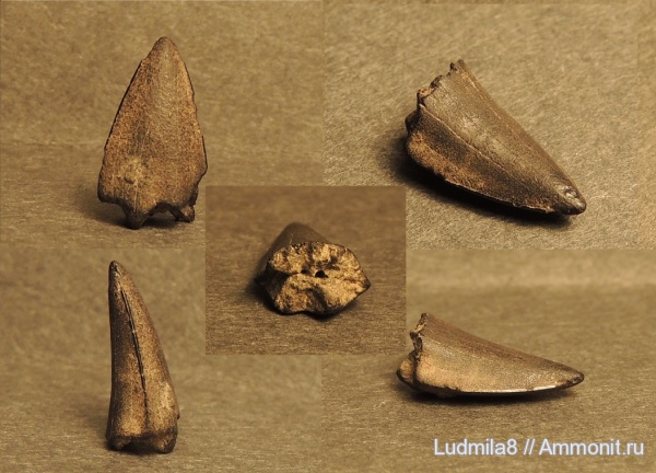 Свердловская область, зубы рыб, Cybium, Дерней