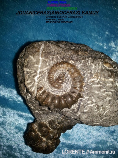 Turrilitina, Turrilitoidea, Nostoceratidae, Jouaniceras