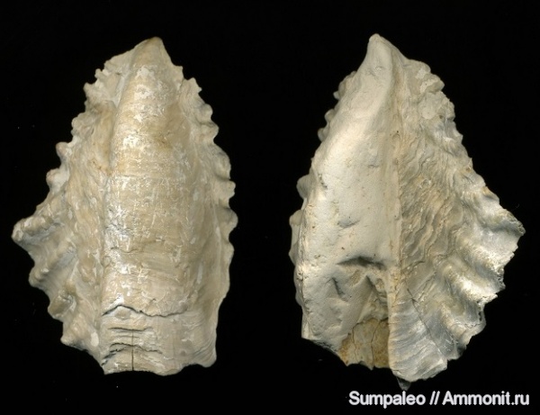 Lopha semiplana, Maastrichtian, Upper Cretaceous, Sumy region, Ukraine