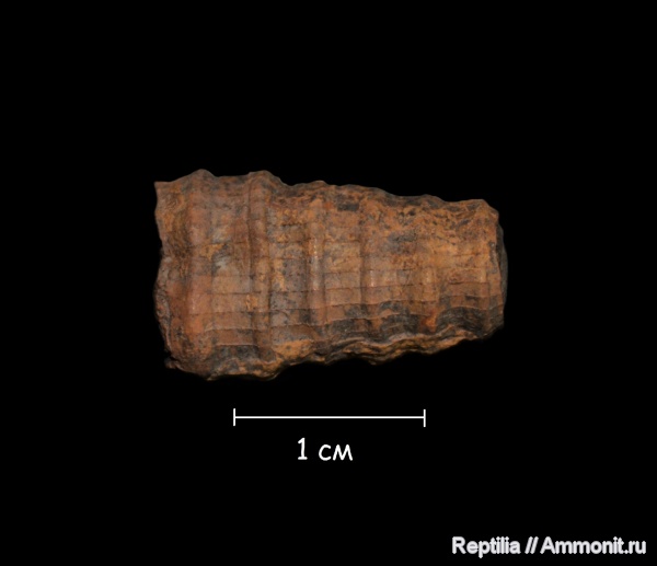 Orthocerida, Cornuella ornata, Cornuella