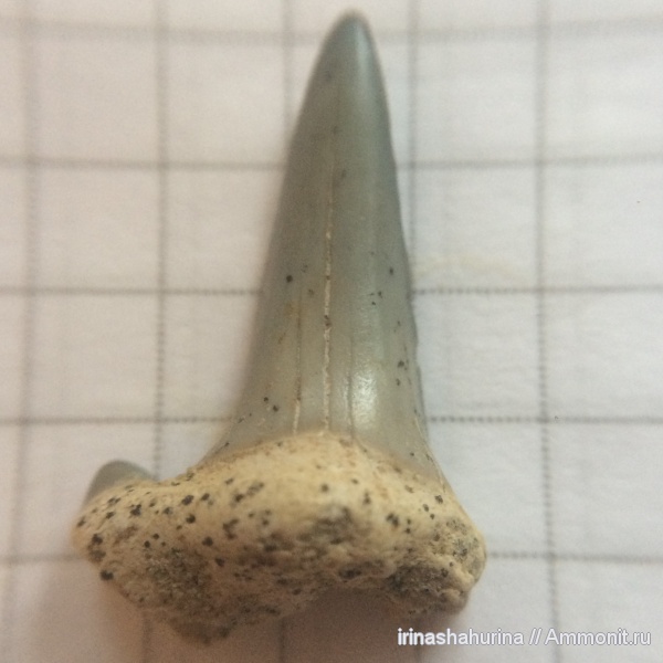 мел, мезозой, верхний мел, Cretalamna, сеноман, зубы акул, Cenomanian, shark teeth, sharks