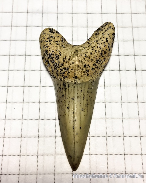 мел, сеноман, Cretoxyrhina, Cretoxyrhina denticulata, Шацк, Малый Пролом, shark teeth, sharks