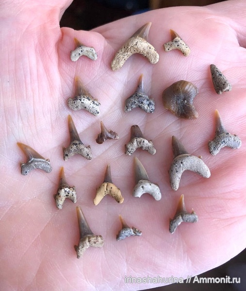 мел, Squalicorax, Eostriatolamia, сеноман, Ptychodus, Cretoxyrhina, Archaeolamna, Шацк, Малый Пролом, shark teeth