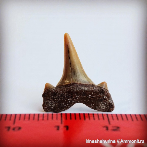 мел, Cretalamna, сеноман, Шацк, Малый Пролом, shark teeth, cretalamna  appendiculata