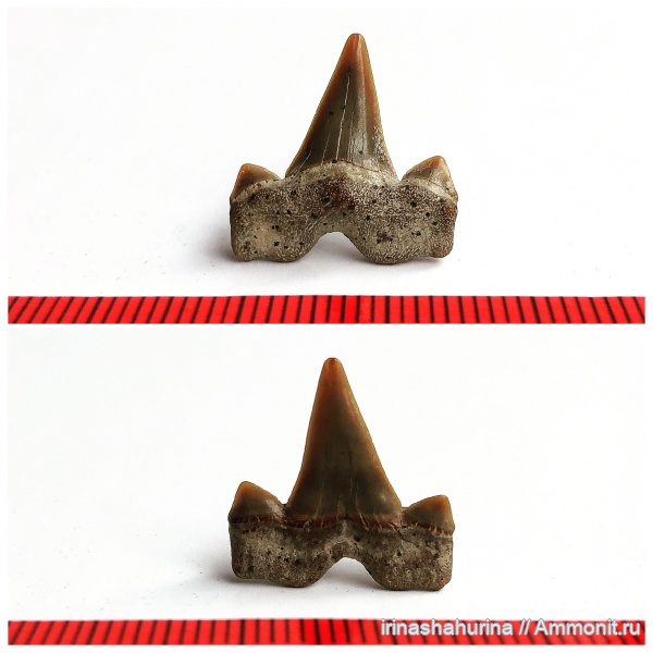 мел, Cretalamna, сеноман, Шацк, Малый Пролом, shark teeth