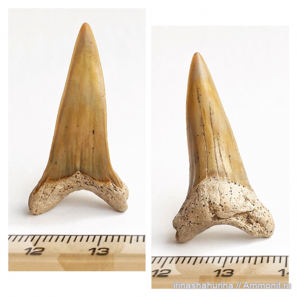 мел, сеноман, Cretoxyrhina, Cretoxyrhina denticulata, Шацк, Малый Пролом, shark teeth