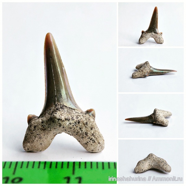 мел, Cretalamna, сеноман, Cretalamna appendiculata, Шацк, Малый Пролом, shark teeth