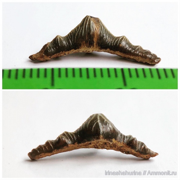 мел, сеноман, Polyacrodus, Шацк, Малый Пролом, shark teeth, Polyacrodus maiseyi