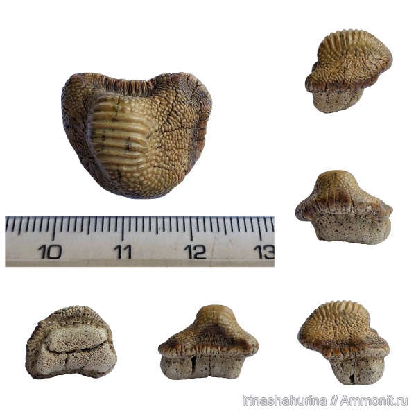 мел, сеноман, зубы акул, Ptychodus, Ptychodus mammillaris, Шацк, Малый Пролом, shark teeth