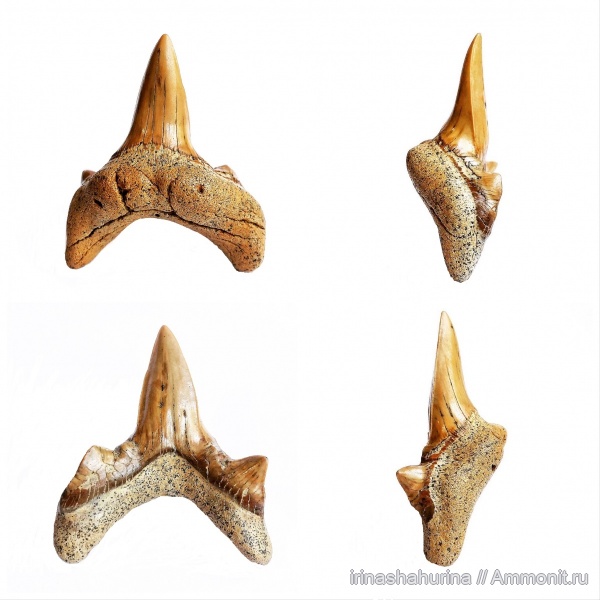 мел, акулы, сеноман, зубы акул, Cretodus, Шацк, Малый Пролом, shark teeth